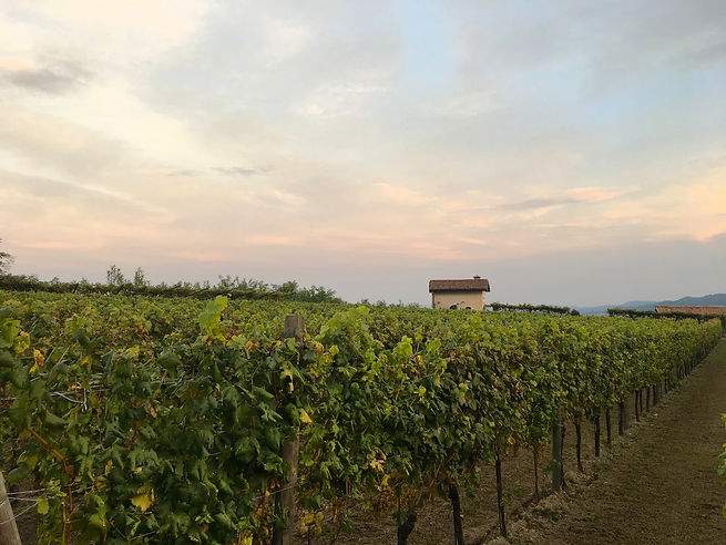 vineyard_skyline3.jpg