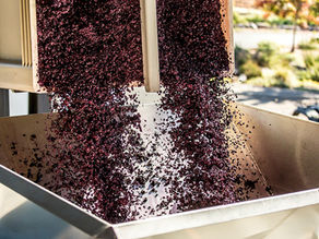 Step by Step How Red Wine is Made 