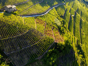 Aerial view of terraced vineyard in Valtellina, Italy. Lush green vines, a small stone building, and winding paths, under bright sunlight show the land's beauty.