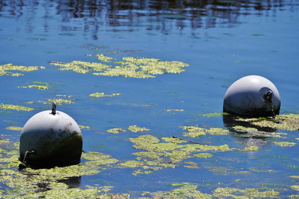 Ballona Freshwater Marsh