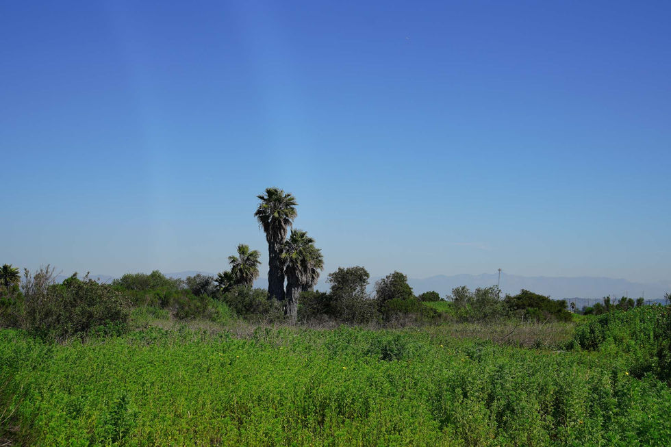 Ballona Wetlands Ecological Reserve