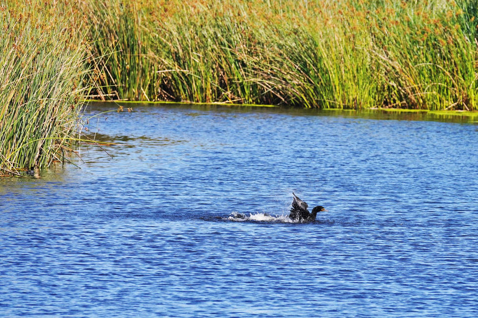 Ballona Freshwater Marsh