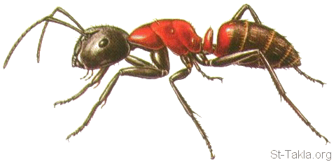 St-Takla-org___Ant-01.gif