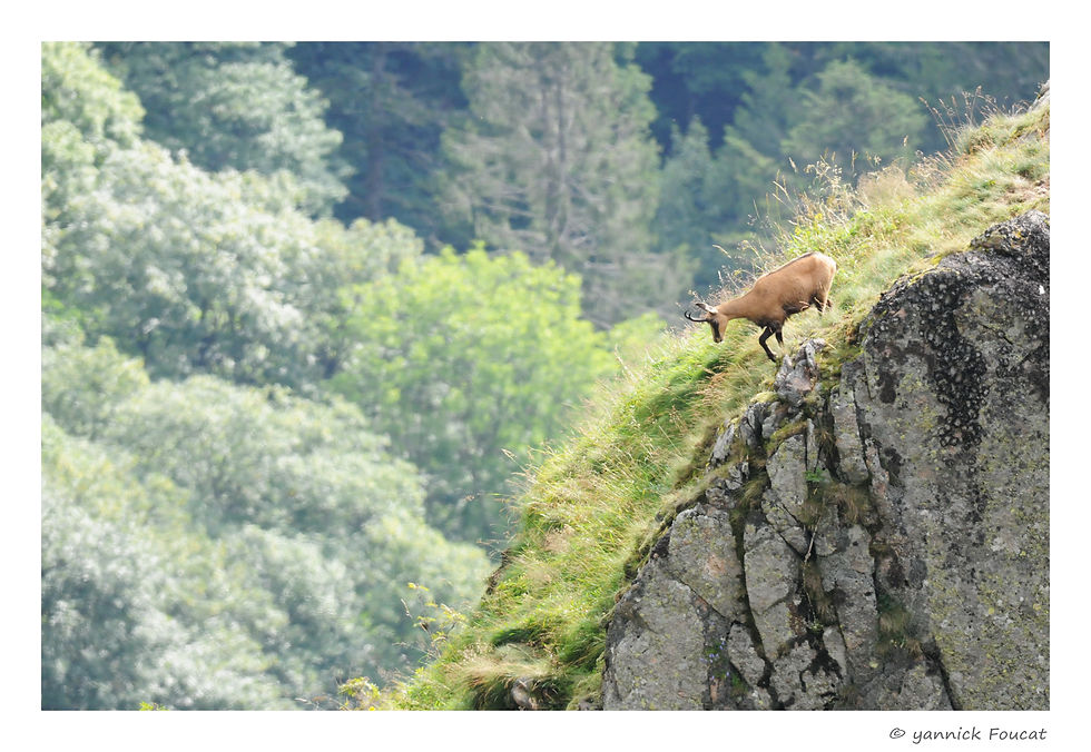 Chamois du Hohneck
