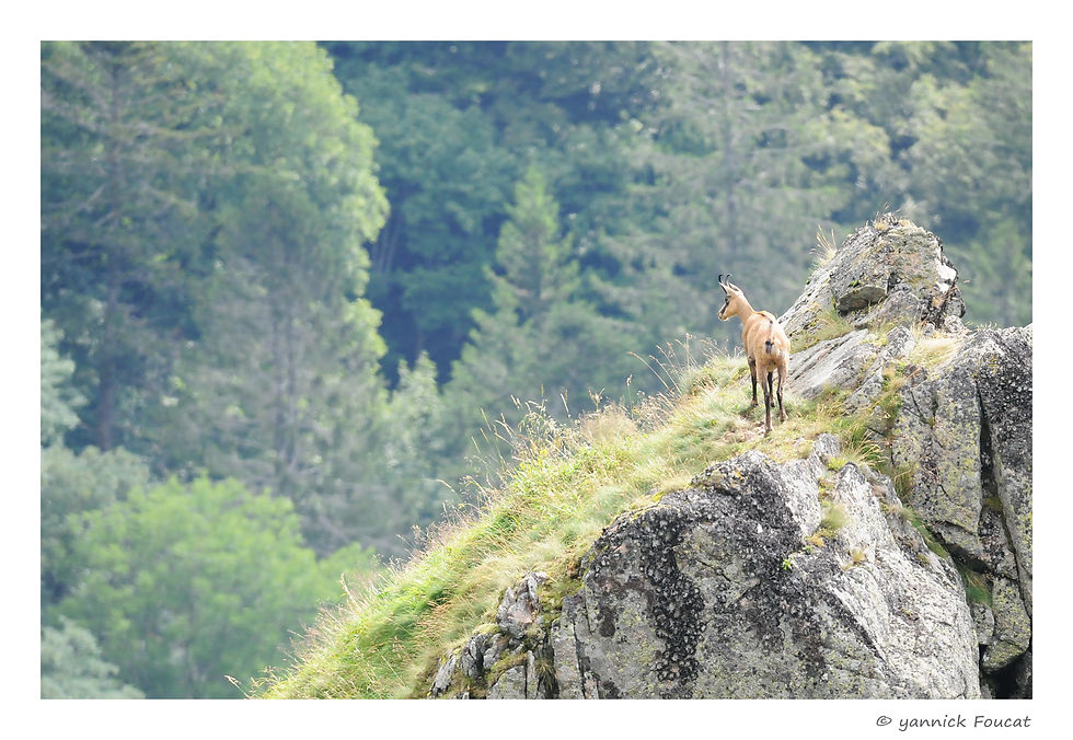 Chamois du Hohneck