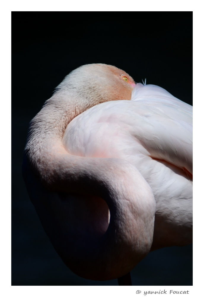flamant rose