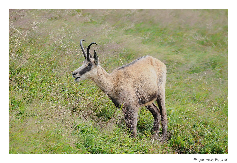 Chamois du Hohneck