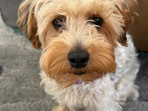 I’m Taking My Dog to Aruba for the First Time… Send Help (and Tips)