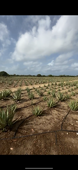 Aruba Aloe Factory Aloe plants