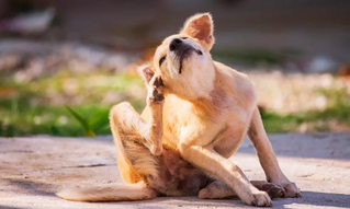 Desparasita a tu mascota durante la primavera