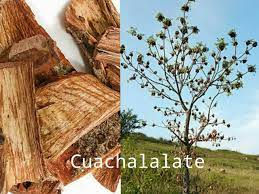 Compuesto del cuachalalate inhibe células cancerosas