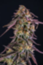 Thumbnail: Purplato - Feminized Seeds