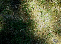 4 shadow contrast.jpg