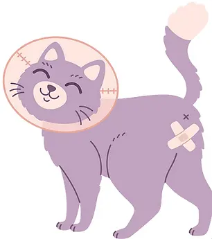 cat surgery graphic.webp