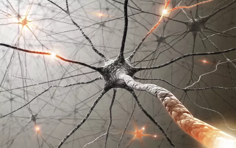 brain-cell.jpg.webp