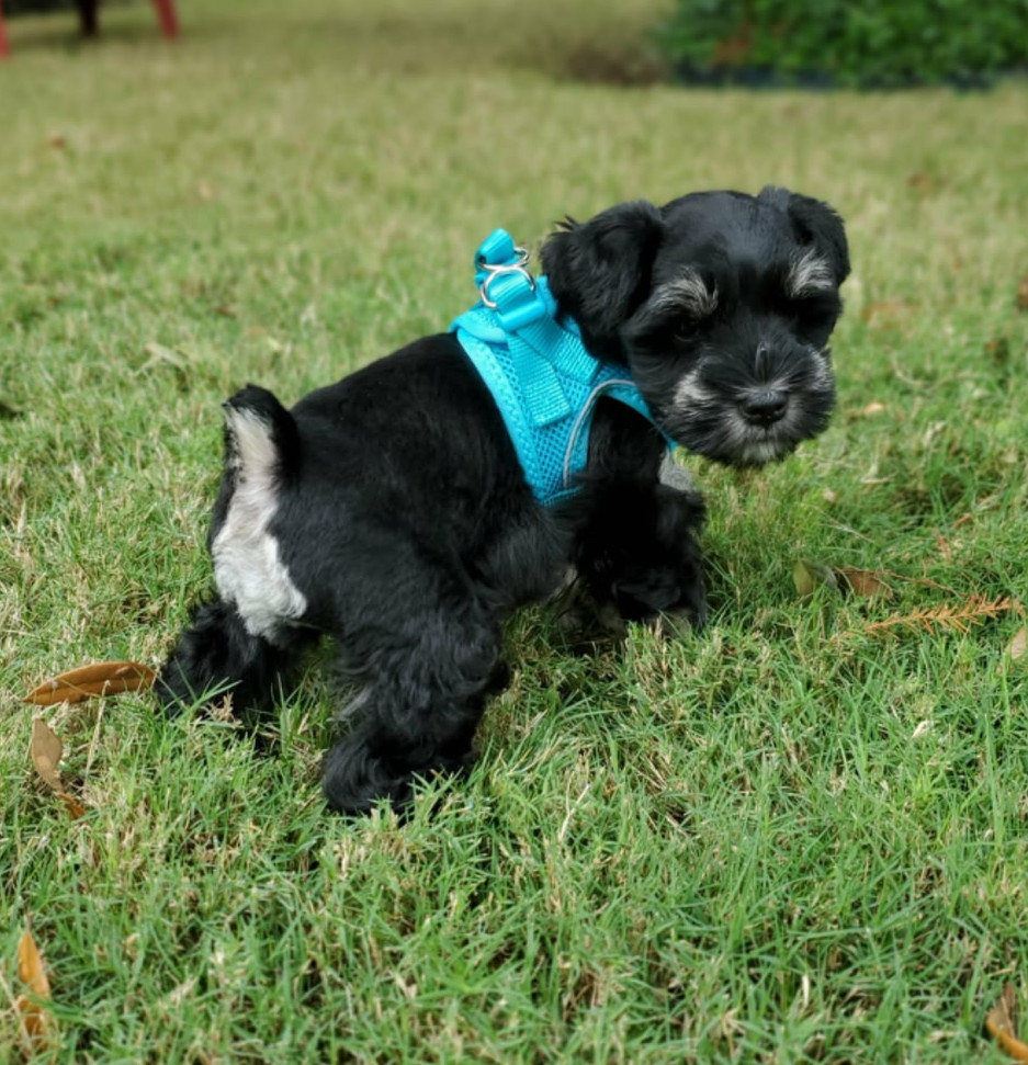 LIL BEAUX.JPG