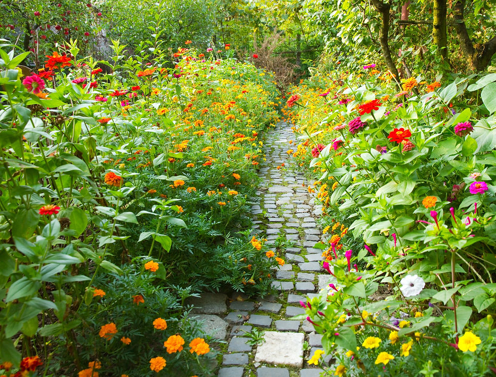 Close-up view of a vibrant garden with various plants and flowers