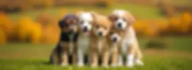 pet (1).webp