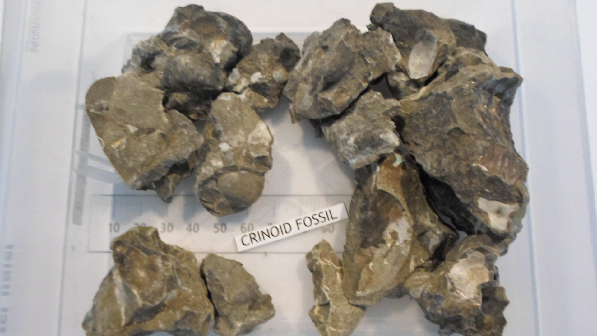 Crinoid Fossil Healing Crystals Healing Stones