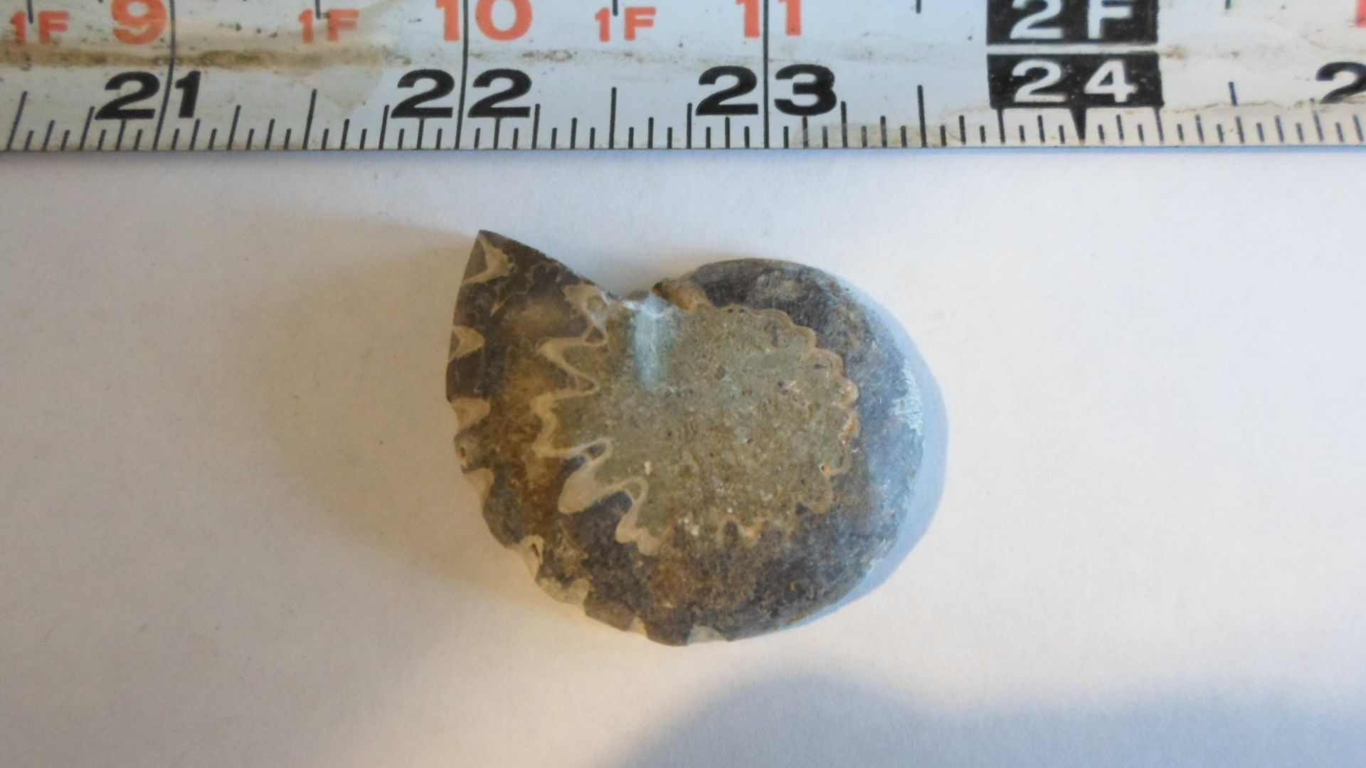 Ammonite Healing Crystals Healing Stones