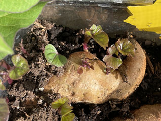 Growing your own sweet potatoes