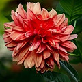 flower03.jpeg