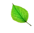 a vibrant single green leaf, transparent