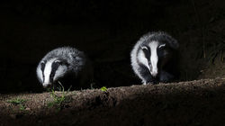 badgers-at-night-©Rex-615x346