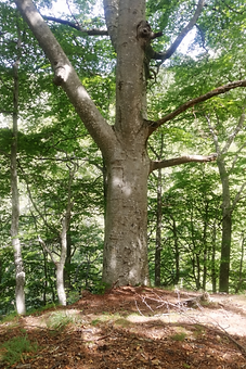 Scrittura nel bosco