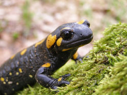 fire salamander head shutterstock_50762311