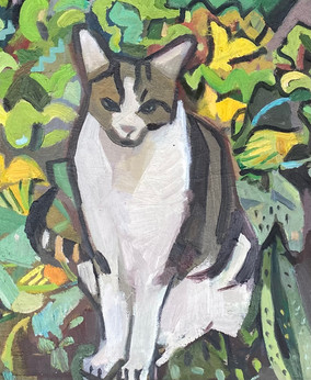 Cat and the courgettes