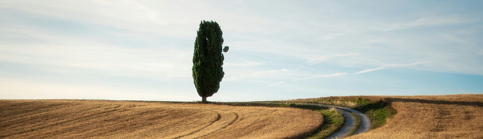 a tree in a field_edited.jpg