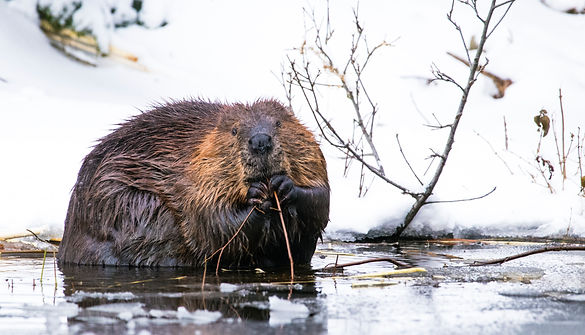 2) Beaver Feaver.jpg