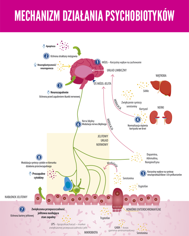 mechanizm działania psychobiotyków