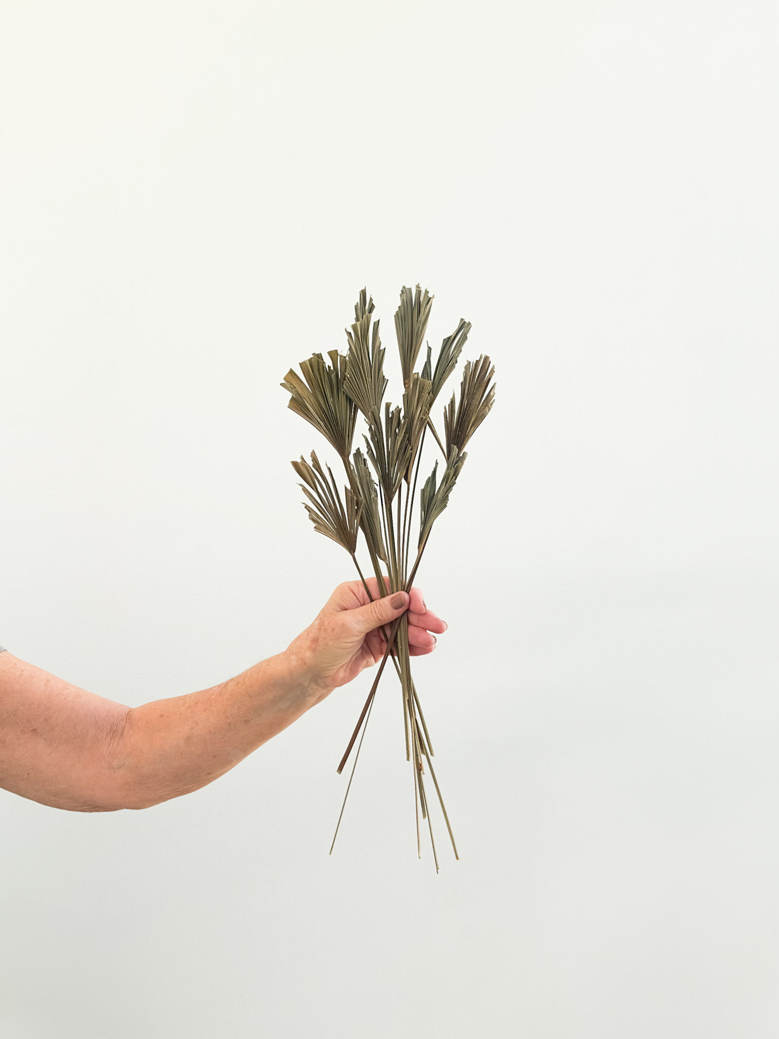 Mini Latania Desidratada