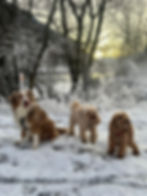 Trois chiens assis dans la neige en forêt.