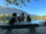 Trois chiens sur un banc devant un lac en montagne.