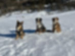 Trois chiens assis dans la neige en hiver