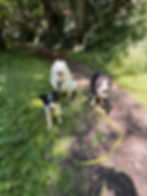 Trois chiens en promenade petsitting dans un parc