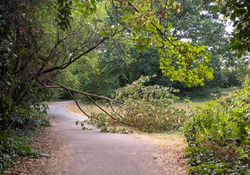 Dollis Fallen Branch