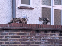 preston park cats