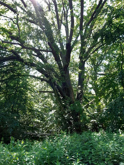 A Lovely Tree