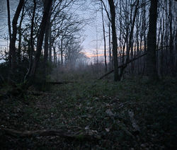 Darkness Falls on Dering Wood