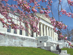 Buffalo Cherry Blossoms