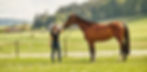 Pferd, Training
