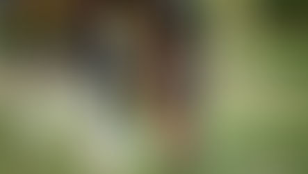 Was der Pferdehuf mit Gras zu tun hat - oder auch nicht.