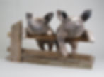 Pig pair