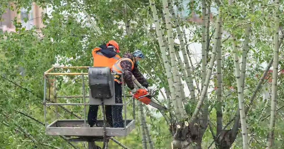 Tree Service