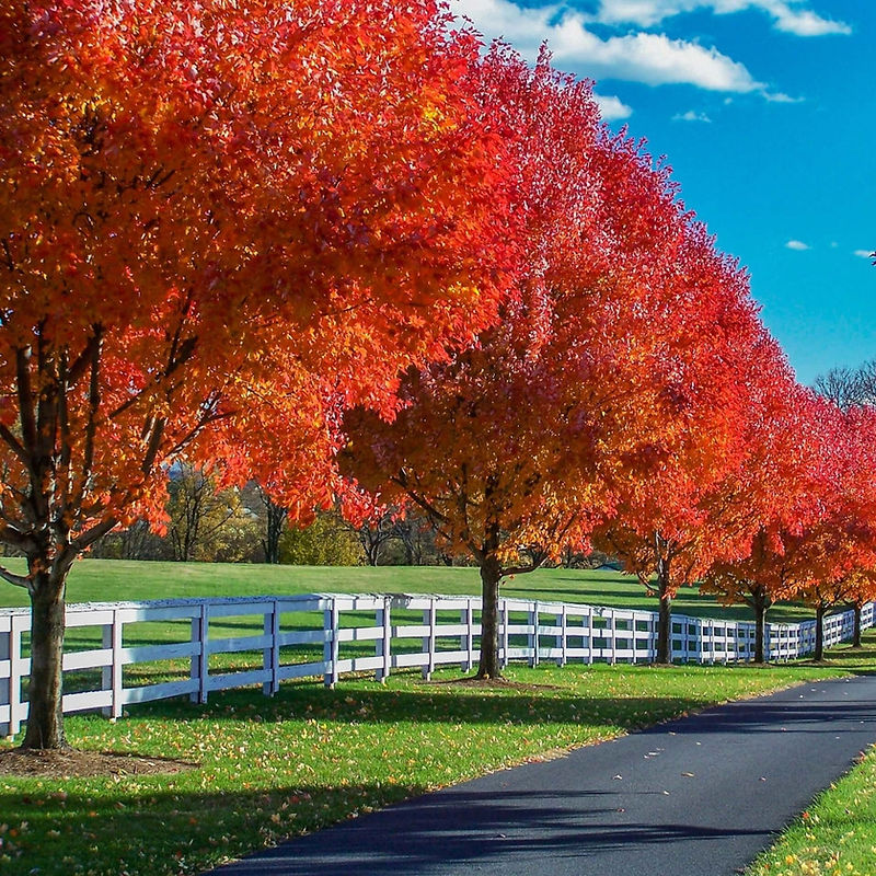 AutumnBlazeRedMapleTree(1).1.jpg