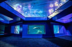 Sharks
